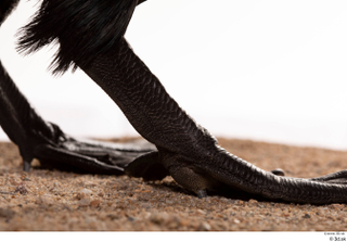 Double-crested cormorant Phalacrocorax auritus foot 0007.jpg